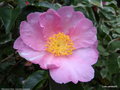vignette ' Plantation Pink ' camellia sasanqua