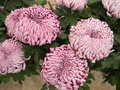 vignette Chrysanthemum x grandiflorum