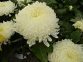 vignette Chrysanthemum x grandiflorum