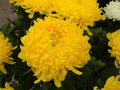 vignette Chrysanthemum x grandiflorum