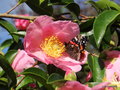 vignette 'PLANTATION PINK ' camellia sasanqua  visit par  un papillon   ' Vulcain ' Vanessa atalanta '