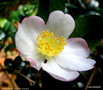vignette ' VERSICOLOR ' camellia sasanqua