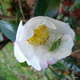 vignette ' NARUMIGATA ' camellia sasanqua, visit par une sauterelle