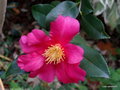 vignette ' Crimson king ' camellia sasanqua