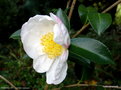 vignette ' NARUMIGATA ' camellia sasanqua