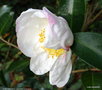 vignette ' NARUMIGATA ' camellia sasanqua