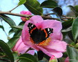 vignette ' Vulcain ' Vanessa atalanta ' papillon , visitant un camellia sasanqua  ' PLANTATION PINK '