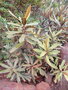 vignette Pycnandra lissophylla
