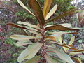 vignette Pycnandra lissophylla