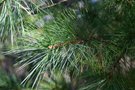 vignette Pinus strobus