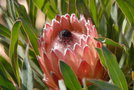 vignette Protea compacta x obtusifolia  