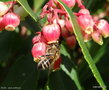 vignette Abeille (Apis mellifera) butinant les fleurs d'Arbutus unedo 'Rubra'