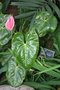 vignette Anthurium x ferrierense cv. rose