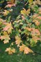 vignette Acer saccharum ssp. grandidentatum