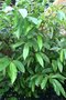 vignette Begonia arborescens var. oxyphylla