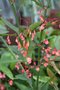 vignette Begonia coccinea 'Jinnie May'