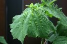 vignette Begonia hispida var. cucullifera