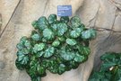 vignette Begonia hydrocotylifolia