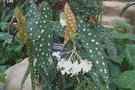 vignette Begonia maculata var. wightii