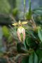 vignette Bulbophyllum lasiochilum