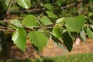 vignette Betula nigra 'Little King'