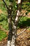 vignette Betula nigra 'Little King'