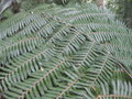 vignette Cyathea dealbata