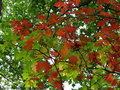 vignette Alisier des bois ( Sorbus torminalis)