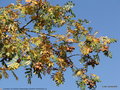 vignette Cormier ou Sorbier domestique (Sorbus domestica L.)