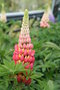 vignette Lupinus 'Tequila Flame'