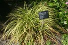 vignette Carex dolichostachya 'Kaga-nishiki'