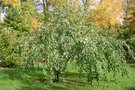 vignette Cercidiphyllum japonicum 'Tidal Wave'