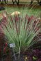 vignette Cortaderia selloana 'Silver Comet'