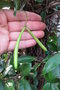 vignette Rhyncospermum jasminoides