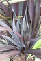 vignette Phormium 'Taya'