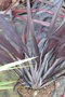 vignette Phormium 'Taya'