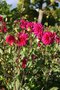 vignette Dahlia 'FGL Fred'