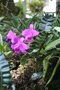 vignette Elaphoglossum metallicum et orchide