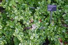 vignette Euonymus hederacea 'Country Gold'