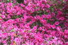 vignette Rhododendron 'Amoenum'