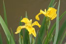 vignette Iris pseudoacorus - Iris des marais