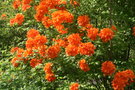 vignette Rhododendron orange vif !