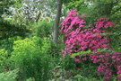 vignette Rhododendron rose vif