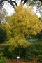 vignette Fraxinus excelsior 'Aurea' en automne