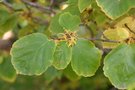 vignette Hamamelis virginiana