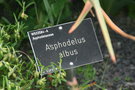 vignette Asphodelus albus