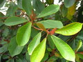 vignette Clethra mexicana