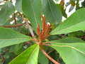 vignette Clethra mexicana