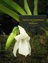 vignette Orchide - Angraecum magdalenae