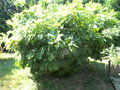 vignette Quercus palustris 'Swamp Pygmy'